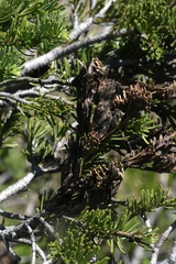 Herpotrichia juniperi