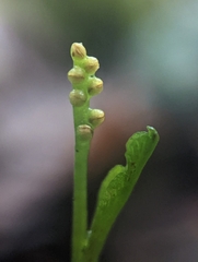Botrychium tenebrosum