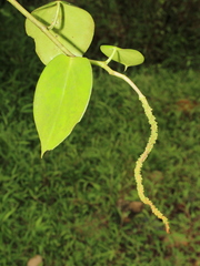 Peperomia vinasiana