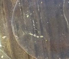 Stauridiosarsia bicircella
