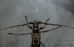 Susuacanga stigmatica