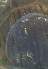 Stauridiosarsia bicircella