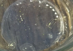 Stauridiosarsia bicircella