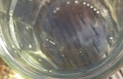 Stauridiosarsia bicircella