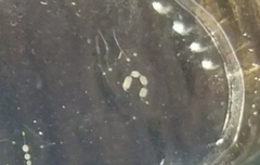 Stauridiosarsia bicircella