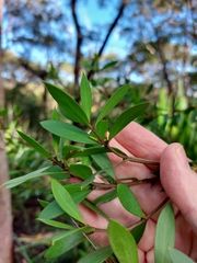 Persoonia lanceolata
