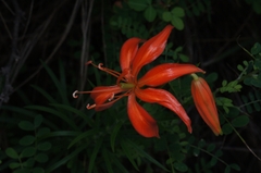 Lilium