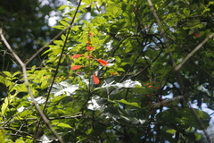 Warszewiczia coccinea