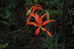 Lilium