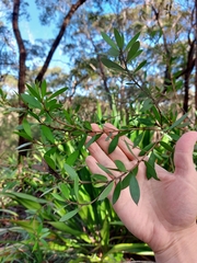 Persoonia lanceolata