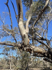 Eucalyptus gracilis