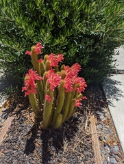 Cleistocactus samaipatanus