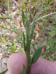 Bossiaea stephensonii