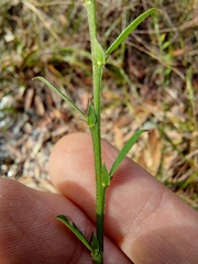 Bossiaea stephensonii