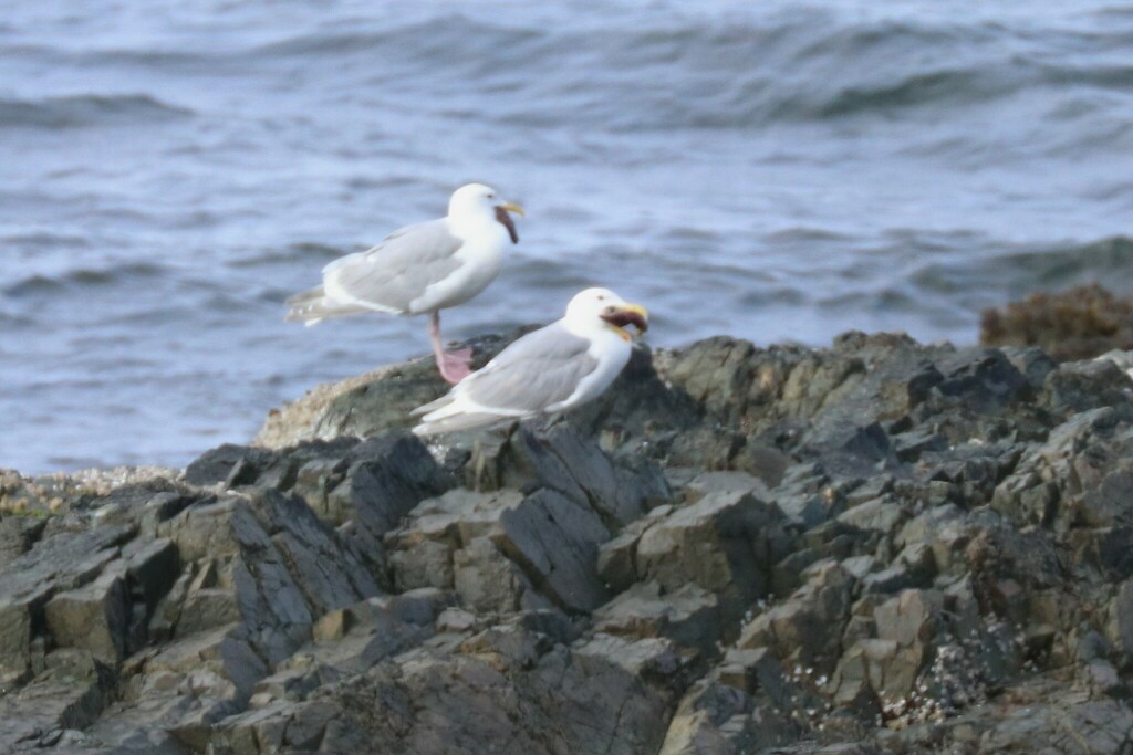 Glaucouswinged Gull from Page Lagoon, Nanaimo, BC, Canada on July 18