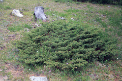 Juniperus communis saxatilis