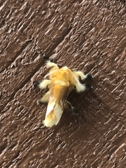 Megalopyge bissesa