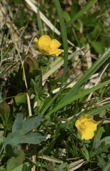 Potentilla diversifolia