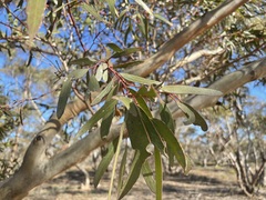 Eucalyptus gracilis