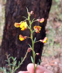 Bossiaea stephensonii