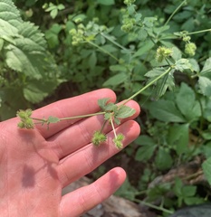 Sanicula canadensis canadensis