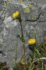 Potentilla diversifolia
