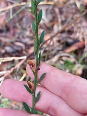 Bossiaea stephensonii