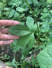 Sanicula canadensis canadensis