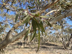 Eucalyptus gracilis