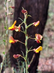 Bossiaea stephensonii