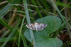 Polygrammodes langdonalis