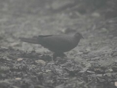 Patagioenas