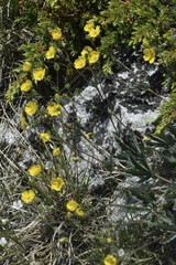 Potentilla diversifolia
