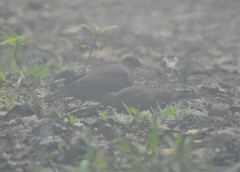 Patagioenas