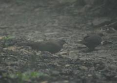 Patagioenas