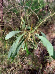 Acacia falcata