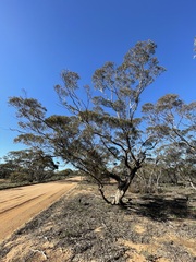 Eucalyptus gracilis