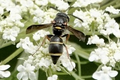 Parancistrocerus fulvipes