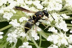 Parancistrocerus fulvipes