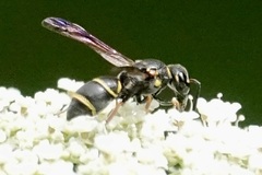 Parancistrocerus fulvipes