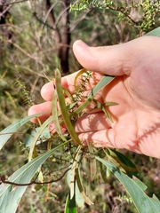 Acacia falcata