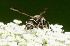 Parancistrocerus fulvipes