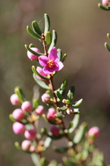 Boronia glabra