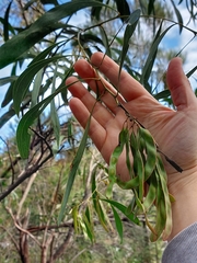 Acacia falcata
