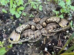 Brahmaea wallichii insulata