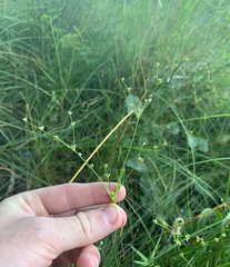 Juncus brachycephalus