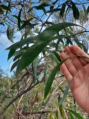 Acacia falcata