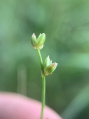 Juncus brachycephalus