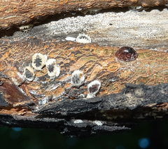Eriococcus spurius