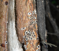 Eriococcus spurius